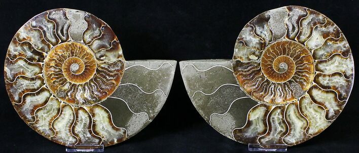 Split Agatized Ammonite - Million Years #18827